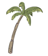 palm tree